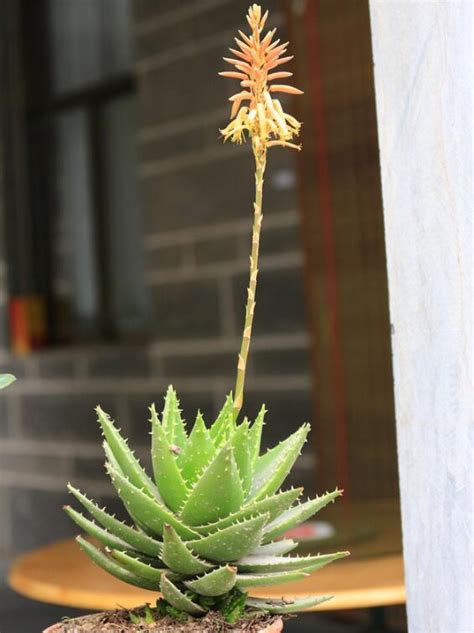 芦荟开花是好征兆吗，意