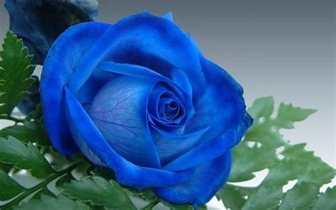 玫瑰花蓝色妖姬是怎么种