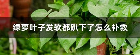 <strong>绿萝叶子发软都趴下了，</strong>