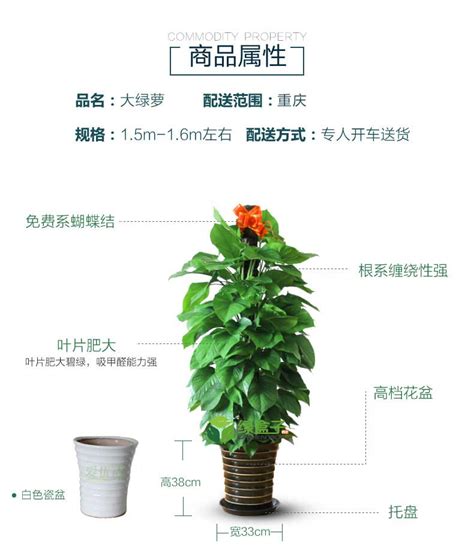 绿萝植物介绍卡片，外观