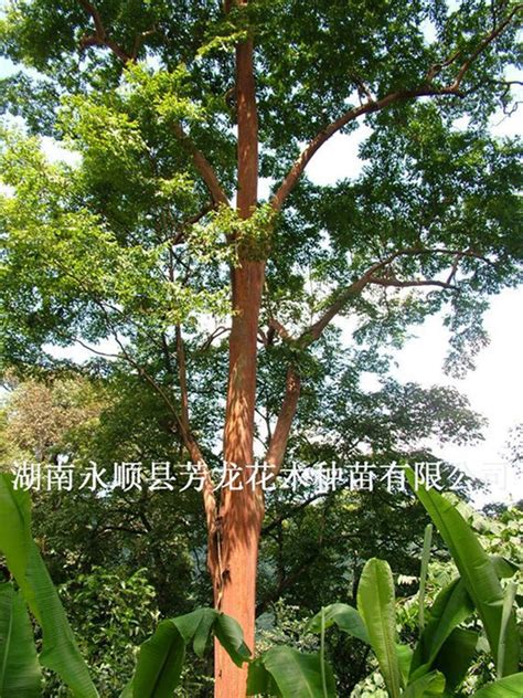 野生马林光树价值，生态