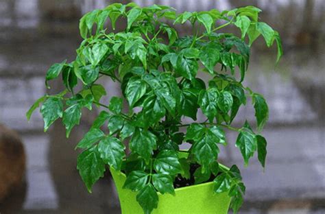 菜豆树的养殖方法和注意