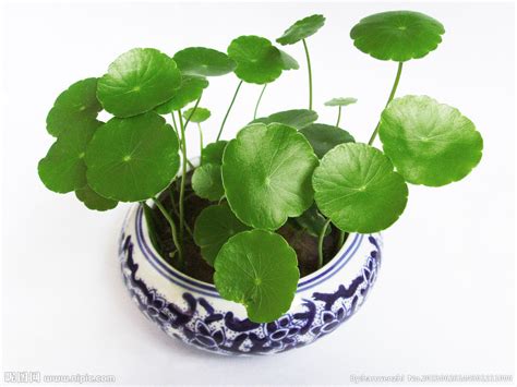 铜钱草花语象征着什么（财富／好运／富足）