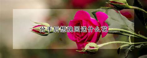分手后想挽回送什么花（亲情花／友情花／爱情花）