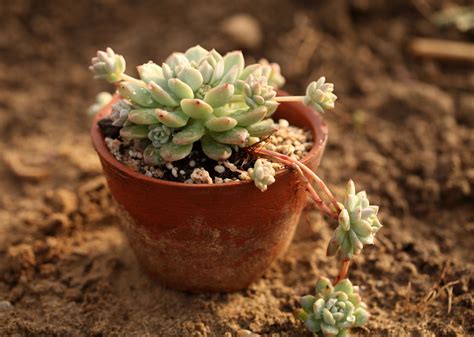 多肉是什么植物类型，特点、适应环境、种类