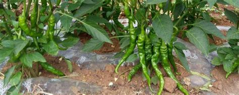 菜椒种植时间和方法（时