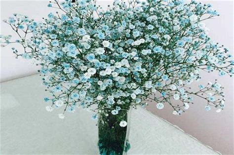 干的满天星放花瓶里要放