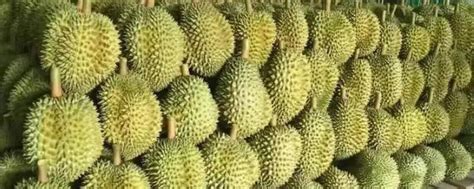 泰国榴莲几月份成熟（成熟季节、生长环境、品种）