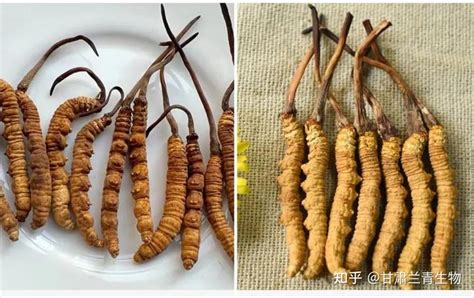 人工养殖虫草和野生虫草