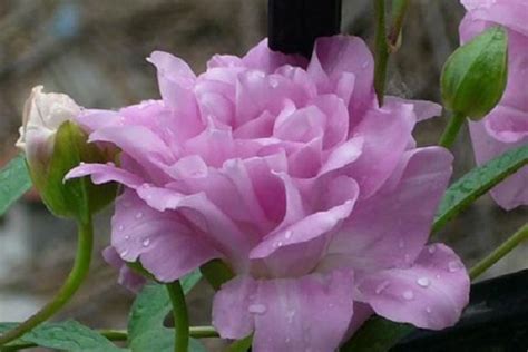 什么花花期最长四季开花