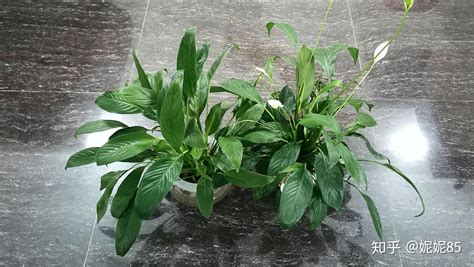 一帆风顺的养殖方法，科