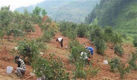 油茶树征收补偿标准，油
