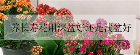 长寿花用深盆还是浅盆（