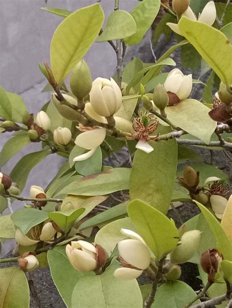 含笑花什么时候开花（环境／特点／开花时间）