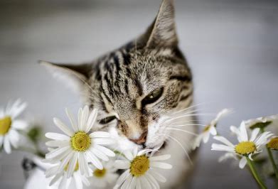 小雏菊对猫咪有伤害吗（