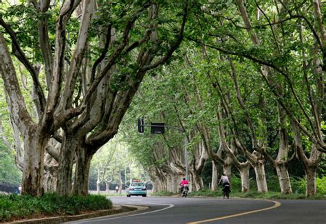 北方路边最常见的树，柳