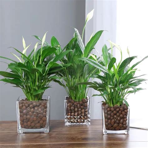 在家种什么植物最好，室