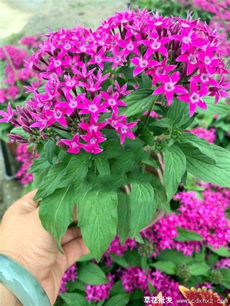 繁星花是多年生还是一年