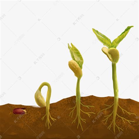 种子萌发的过程（种子吸
