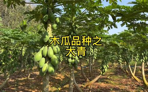 木瓜种植时间和方法，时间／方法／收获时间