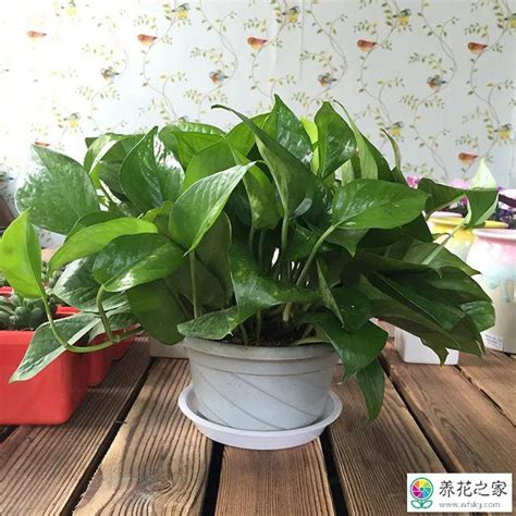 绿萝什么时候扦插最好，