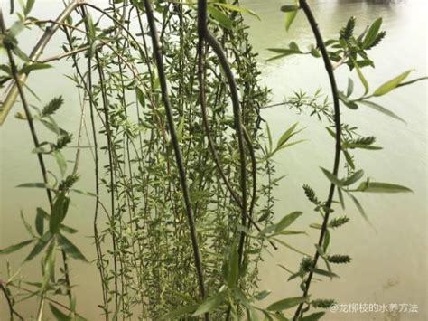 龙柳枝的水养方法，选择合适的水缸、水质和水温、水养技巧