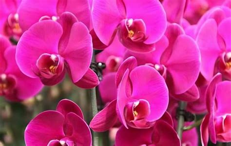 <strong>蝴蝶兰的生长过程（种子发芽／幼苗生长／花茎伸长和开花）</strong>