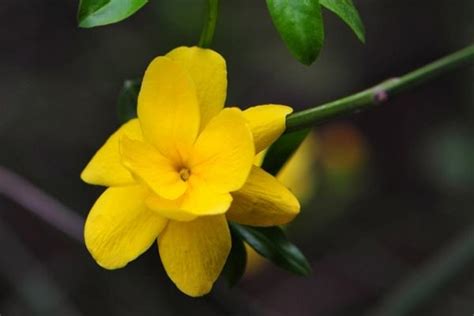 迎春花介绍卡片，特点／