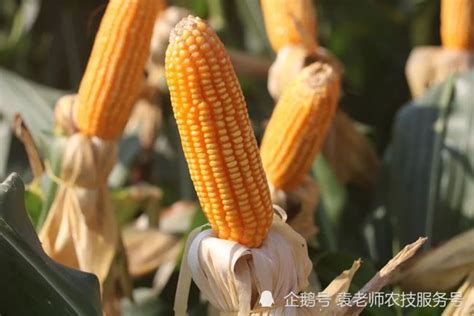产量最高的玉米新品种，