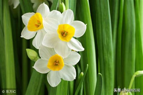 水仙花在哪里生长，原产