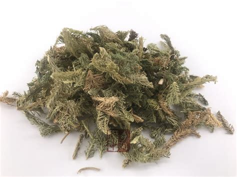石松与伸筋草的区别，石