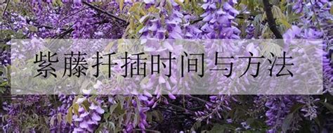 紫藤花扦插方法和时间（时间、方法、注意事项）