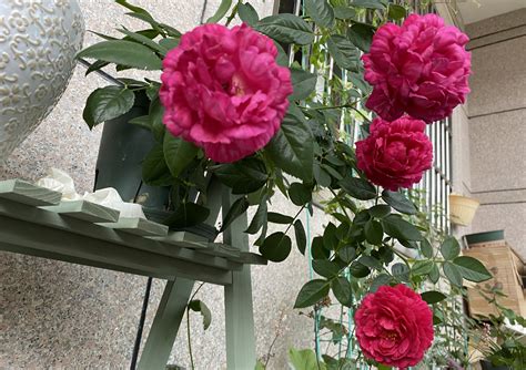 室内养月季花好吗，光照条件、温度和湿度、浇水和肥料
