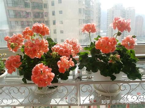 天竺葵大山宫缺点（生长