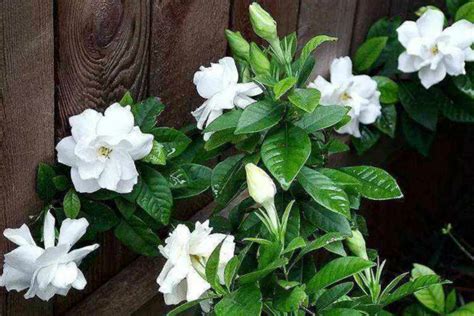 栀子花适合深栽还是浅栽