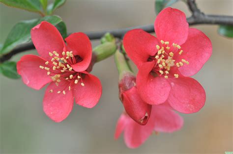贴梗海棠花程式，特点、