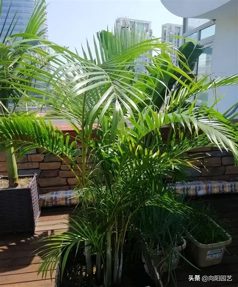 哪几种绿植摆放客厅最好