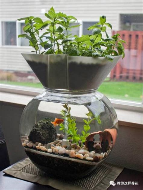 鱼缸水培植物有哪些，水