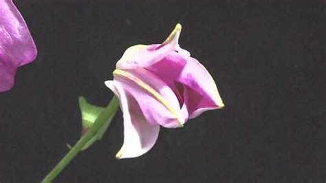 百合花开花4个过程（芽鳞