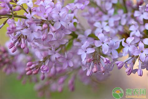 丁香花什么季节开花，生