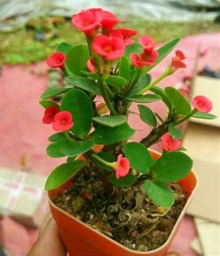 小刺梅花的养殖方法（选种与繁殖、土壤与环境、水分与施肥）