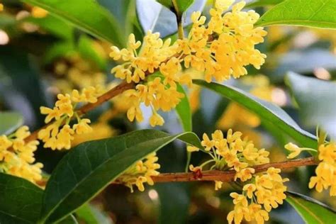 金桂飘香是什么季节（金