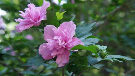 木槿花花期是几月份，外观特点、生长环境、养护技巧