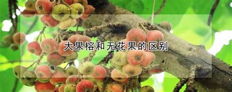 大果榕和无花果的区别（大果榕／无花果／两者的区别）