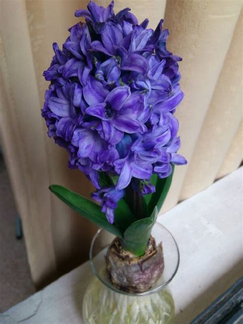 风信子的花期开多久，风信子花蕾形成／开始／持续时间