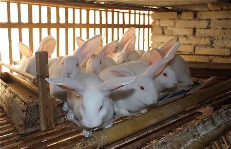 养殖肉兔100只年利润，成本投入／销售收入／年利润