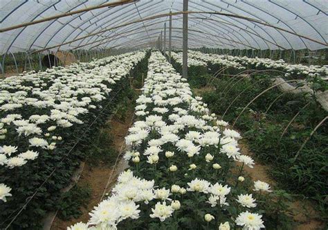 菊花苗栽培养殖方法（选