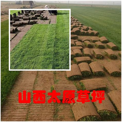 草皮铺设技术要点（前准备工作、选择、技巧）