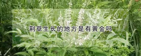 <strong>荆草生长的地方是有黄金</strong>