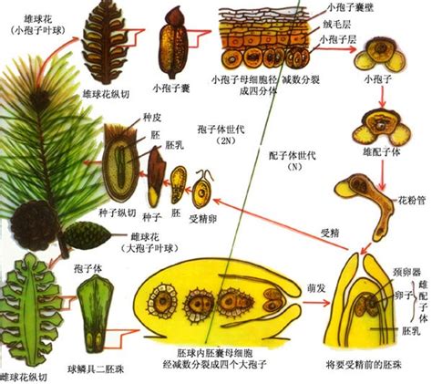 裸子被子植物区别方法，形态特征／繁殖方式／生活环境